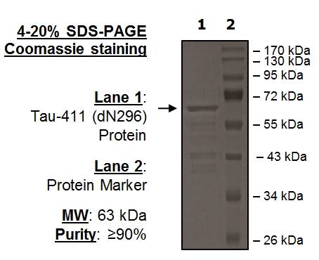 Tau-441 (dN296) Protein