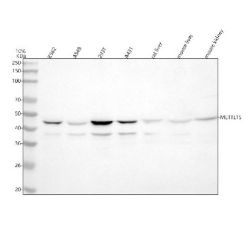 Anti-METTL15 / Methyltransferase like protein 15
