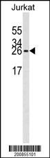 Anti-eIF4E, clone 163CT48.1.9