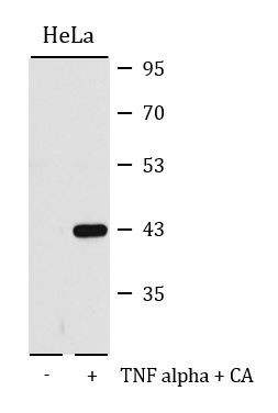 Anti-phospho-p38 ,MAPK (Thr180/Tyr182)