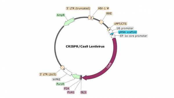 CIITA (Human) CRISPR/Cas9 Lentivirus (Non-integrating)