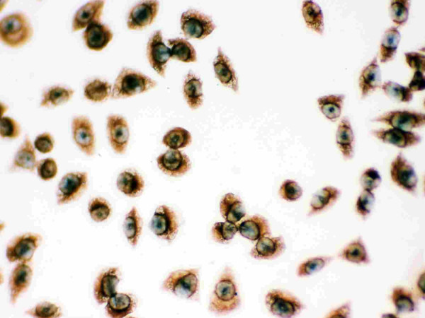Anti-Peroxiredoxin 1