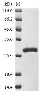 Rhesus theta defensin-1/2 subunit B (RTD1B), recombinant Macaca mulatta