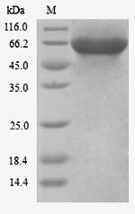 Kinesin light chain 3 (KLC3), human, recombinant