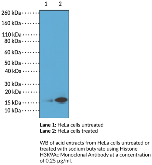 Anti-Histone H3K9Ac Monoclonal Antibody (RM161)