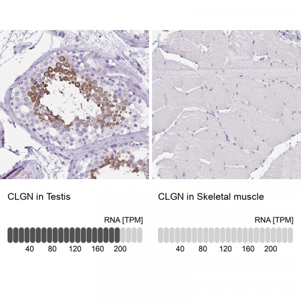 Anti-CLGN