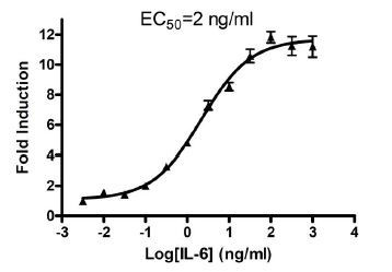 STAT3 Reporter Kit (STAT3 Signaling Pathway)