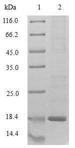 Histidine triad nucleotide-binding protein 1 (HINT1), rabbit, recombinant