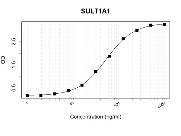 Anti-Human SULT1A1 Antibody Pair