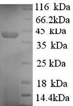 Synapsin-1 (SYN1), partial, human, recombinant