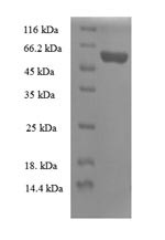 39S ribosomal protein L19, mitochondrial (MRPL19), human, recombinant