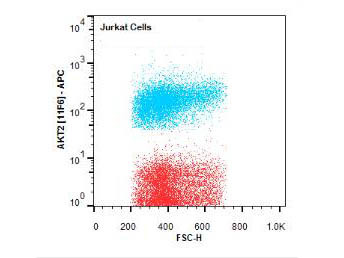 Anti-AKT2 Allophycocyanin Conjugated, clone 11F6.B2
