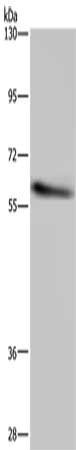 Anti-CYP1A2