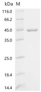 Apolipoprotein E (APOE), recombinant Macaca mulatta