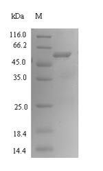 Fragilysin (btfP), Bacteroides fragilis, recombinant