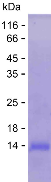 Recombinant Human POLR2K Protein