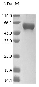 Phospholipase A2 group XV (PLA2G15), dog, recombinant