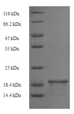 Basic leucine zipper transcriptional factor ATF-like 3 (Batf3), rat, recombinant