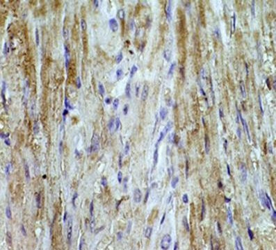 Anti-Angiotensin I (1-7) / Angiotensin II (1-7)