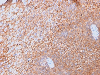 Anti-CD40L / TRAP / CD154, clone CD40LG/2761