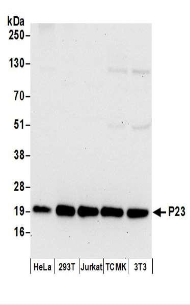 Anti-P23
