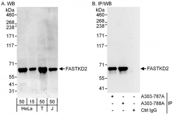 Anti-FASTKD2