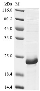 Baculoviral IAP repeat-containing protein 5 (Birc5), mouse, recombinant