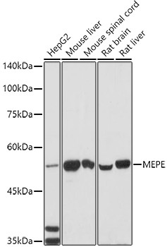 Anti-MEPE