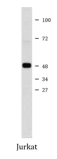 Anti-TFG / TRK-fused gene protein, clone TFG-03
