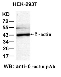 Anti-beta-actin