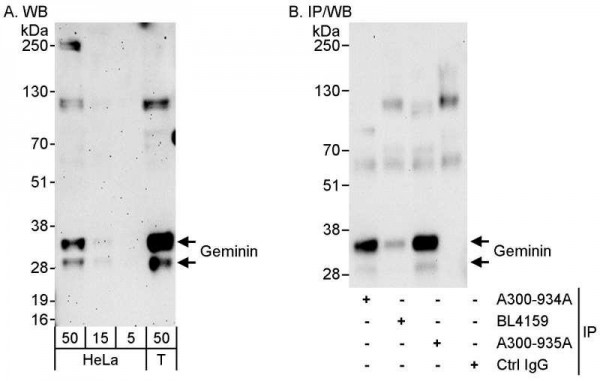 Anti-Geminin