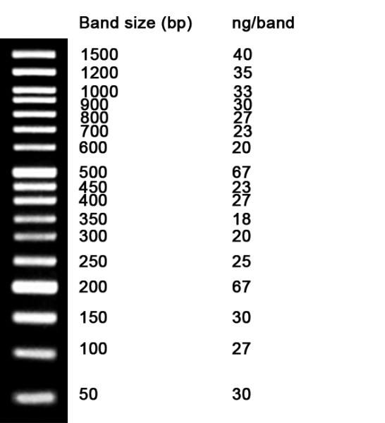 NZYDNA Ladder VI, 50-1500 bp