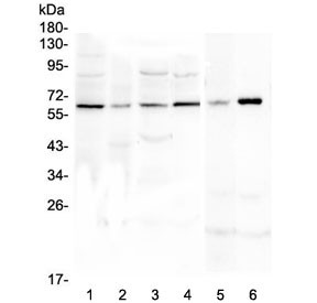 Anti-SPARCL1