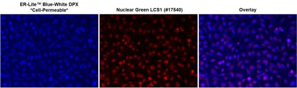 ER-Lite(TM) Blue-White DPX *Cell-Permeable*