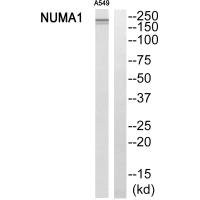 Anti-NUMA1