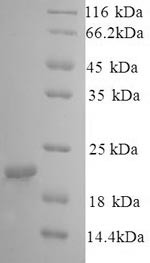 Caveolin-1 (CAV1), dog, recombinant