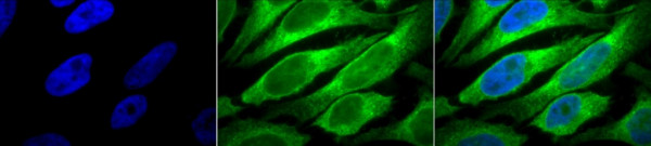 Anti-ERp57 [MaP.Erp57], clone Map.ERP57