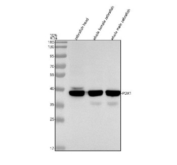 Anti-Zebrafish Pdx1 / Pancreas/duodenum homeobox protein 1