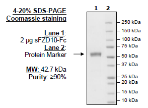 Frizzled-10, Fc Fusion, Human Recombinant Protein