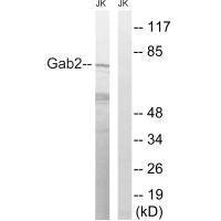 Anti-GAB2 (Ab-623)