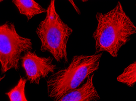 Anti-alpha-Tubulin, mAb (rec.), clone F2C