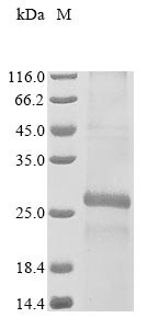 CD9 antigen (Cd9), mouse, recombinant
