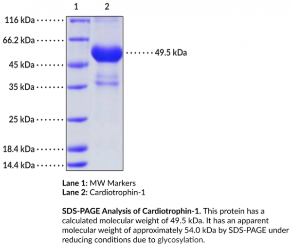 Cardiotrophin-1 (human, recombinant)