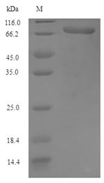 Venom serine carboxypeptidase, Apis mellifera, recombinant