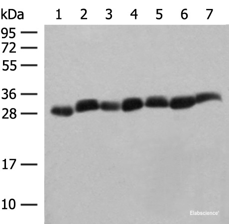 Anti-PSMA3
