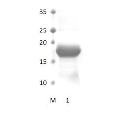 IL16_4 PDZ Domain