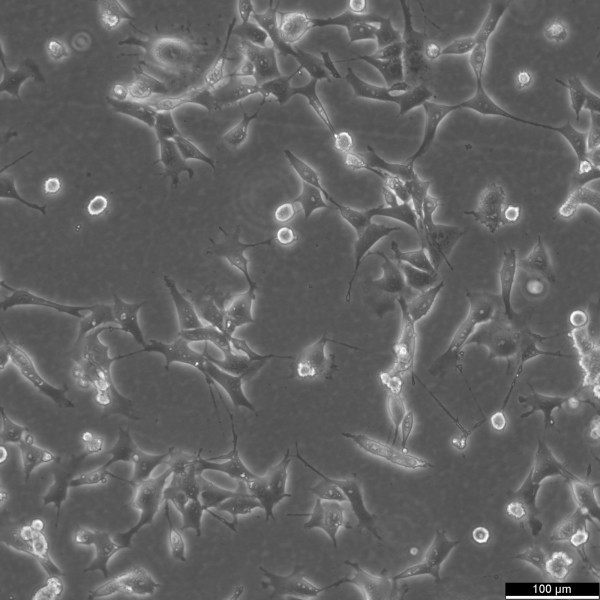 TC-1 Cells