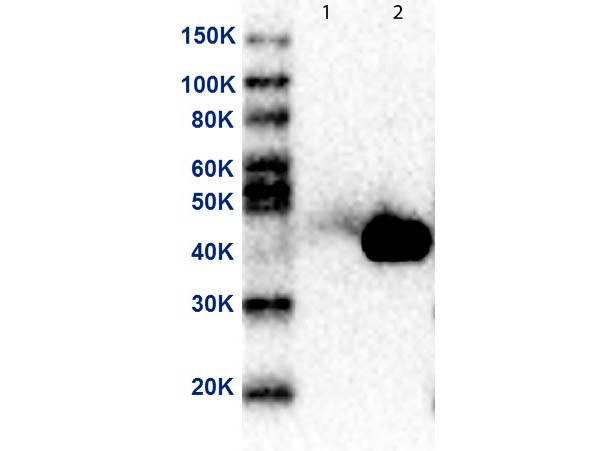 Anti-MEK2 N-Term DyLight(TM) 800, clone 19G10.F1.E2, DyLight(TM) 800 Conjugated