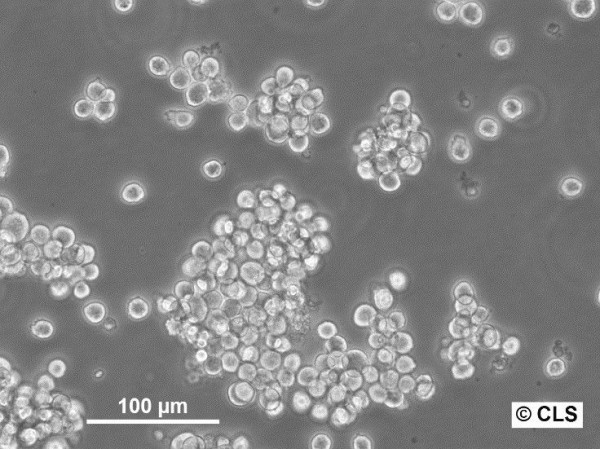 LS-CLS Cells