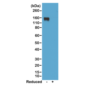 Anti-IgG2a (mouse), Rabbit Monoclonal (RM219) (Biotin)